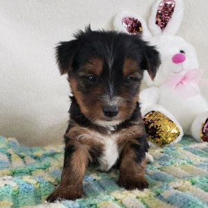 Yorkshire Terrier Puppy Rayna