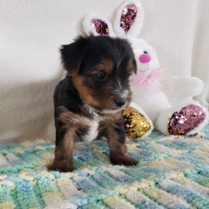 Yorkshire Terrier Puppy Rayna