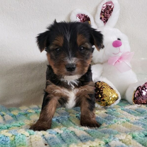Yorkshire Terrier Puppy Rayna