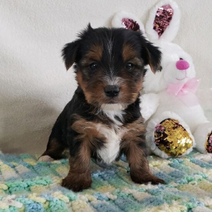 Yorkshire Terrier Puppy Rayna