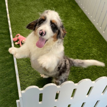 Bernedoodle Puppy Ace