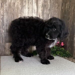 Bernedoodle Puppy Lily