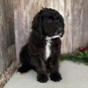 Bernedoodle Puppy Lily