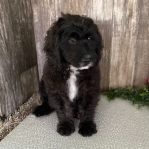 Bernedoodle Puppy Lily