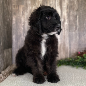 Bernedoodle Puppy Lily