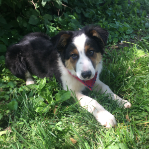 Border Collie Puppy Reeves