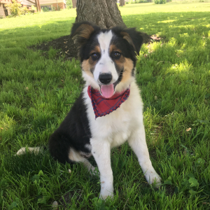 Border Collie Puppy Reeves
