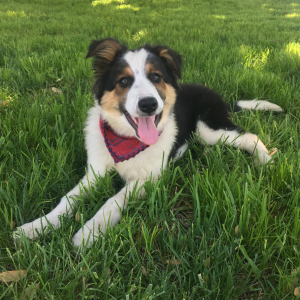 Border Collie Puppy Reeves