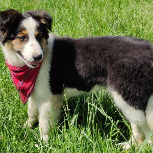 Border Collie Puppy Reeves