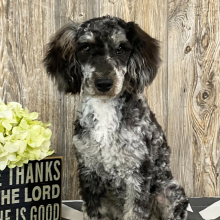 Aussiedoodle Puppy Athena