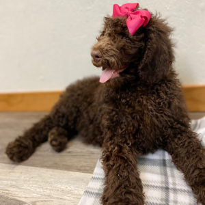 Poodle Puppy Sunni
