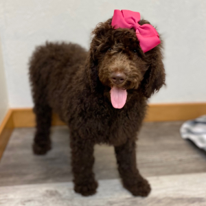 Poodle Puppy Sunni