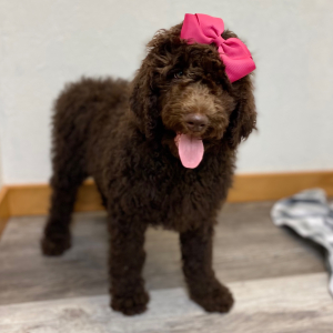 Poodle Puppy Sunni
