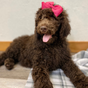 Poodle Puppy Sunni