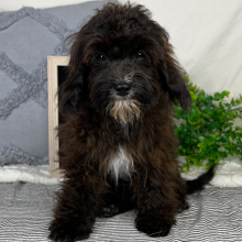 Cavapoo Puppy Maggie