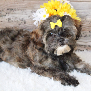 Shihpoo Puppy Ellie