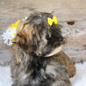 Shihpoo Puppy Ellie