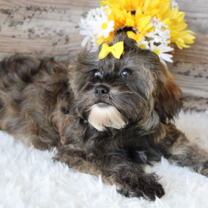 Shihpoo Puppy Ellie