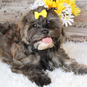 Shihpoo Puppy Ellie