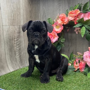 French Bulldog Puppy Aidan