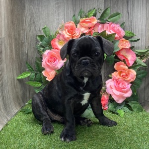 French Bulldog Puppy Aidan