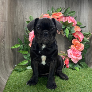 French Bulldog Puppy Aidan