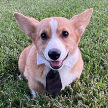 Pembroke Welsh Corgi Puppy Birch