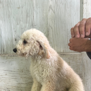 Goldendoodle Puppy Hiram
