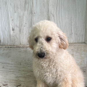 Goldendoodle Puppy Hiram