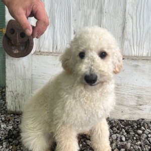 Goldendoodle Puppy Hiram