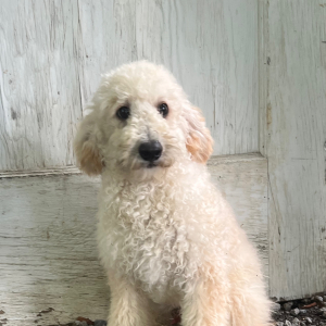 Goldendoodle Puppy Hiram