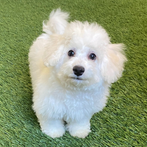 Bichon Frise Puppy Finn
