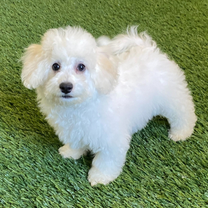 Bichon Frise Puppy Finn