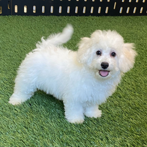 Bichon Frise Puppy Finn
