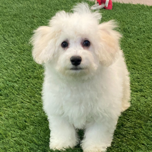 Bichon Frise Puppy Finn