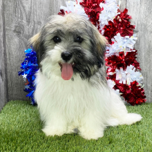 Havanese Puppy Karlos