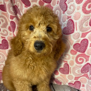 Goldendoodle Puppy Camper