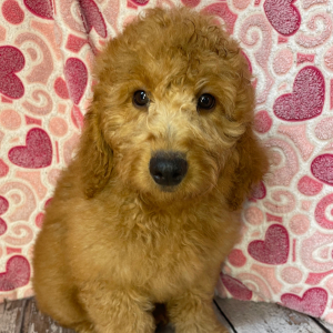 Goldendoodle Puppy Camper