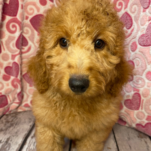 Goldendoodle Puppy Camper