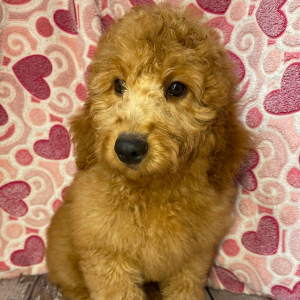 Goldendoodle Puppy Camper