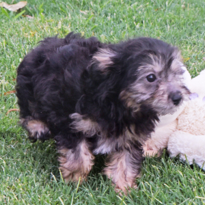Aussiedoodle Puppy Logan