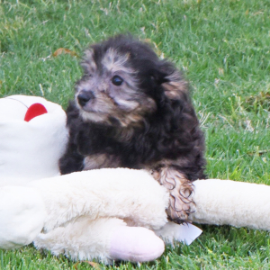 Aussiedoodle Puppy Logan
