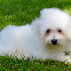 Bichon Frise Puppy Sara