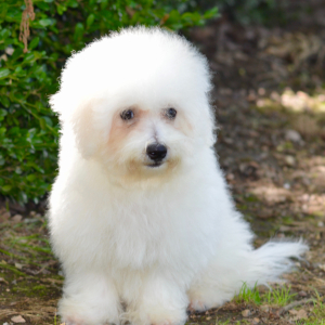 Bichon Frise Puppy Sara