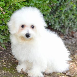 Bichon Frise Puppy Sara