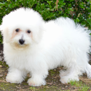 Bichon Frise Puppy Sara