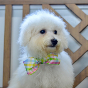 Bichon Frise Puppy Sara