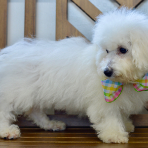 Bichon Frise Puppy Sara