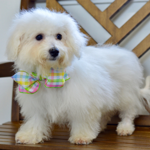 Bichon Frise Puppy Sara