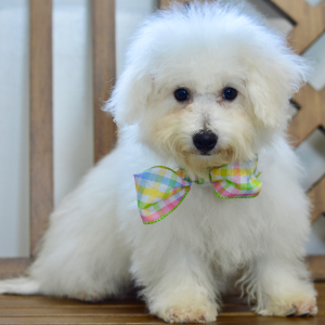 Bichon Frise Puppy Sara
